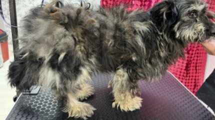 Два месяца пёс провел в колодце в Актобе и выжил