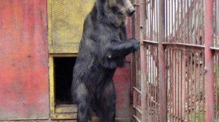 Медведь едва не загрыз мужчину в зоне отдыха в СКО