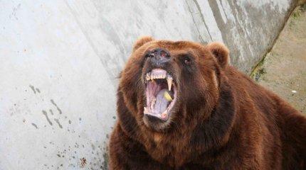 Қызылжарда хайуанаттар бағындағы аю жұмысшыға шабуыл жасады