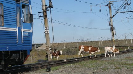 Арал ауданы Қарақұм ауылының тұрғындары мал мен жанның амандығына алаңдап отыр