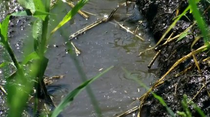 В СКО увеличивают площади орошаемых земель