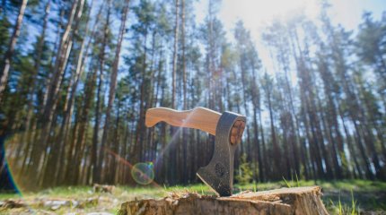 В Казахстане предлагают на 10 лет запретить вырубку хвойного леса