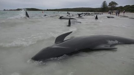 Десятки китов выбросились на берег в Австралии