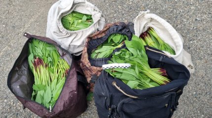 До семи лет тюрьмы грозит сельчанам за сбор черемши в ВКО