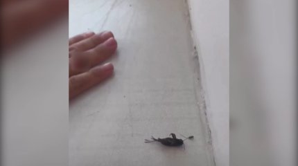 Жетісу облысында балабақша асханасынан ішек таяқшалары табылды