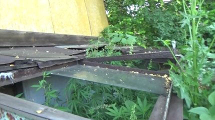 80 кустов конопли нашли в огороде жителя Усть-Каменогорска
