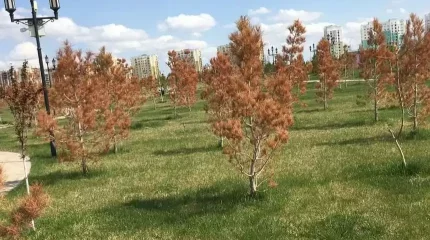 Түркістан қаласына отырғызылған ағаштардың көбі жерсінбей қурап кетті