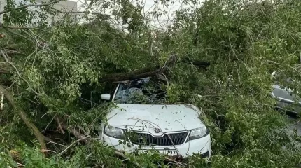 БҚО-да күшті жел салдарынан ағаш автокөлікке құлап, үйдің шатыры ұшты