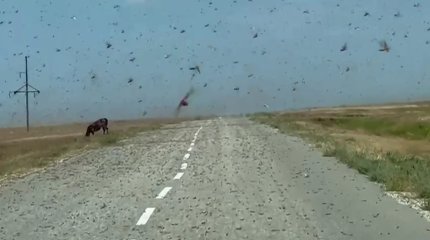 Қостанайда егіс алқаптарын шегіртке қаптады