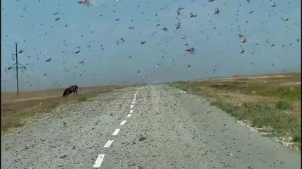 Нашествие саранчи: костанайские фермеры боятся за свои посевы