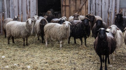 10 лет за кражу баранов грозит жителю ВКО