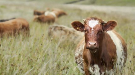 Биыл ұрланған 4 мың бас малдың жартысы табылды