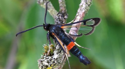 Урожай под угрозой? Бабочки-вредители атаковали яблоневые сады Алматинской области