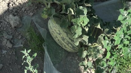 Жамбылда егін қурап жатыр