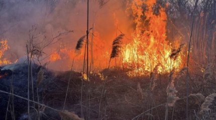 В Иле-Балхашском заповеднике горит камыш