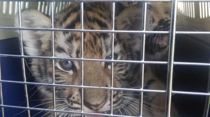 Тигрят и львят пытались незаконно ввезти в Казахстан из Чечни