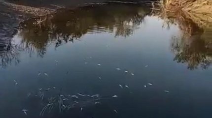 Атырау облысында балықтар қырылып, арнайы комиссия құрылды