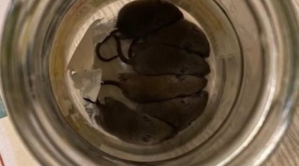 На мышей в посылках интернет-магазина массово жалуются покупатели