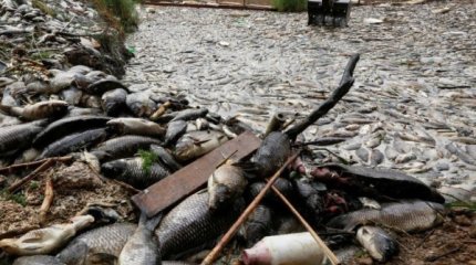 Иракта балық қырылды