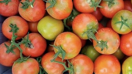 Зараженные вирусом помидоры из Казахстана выявили в России