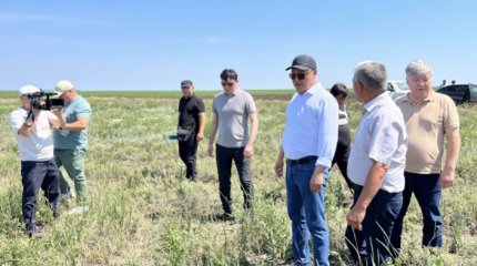 «Ситуация под контролем», - Карашукеев о нашествии саранчи в Костанайской области