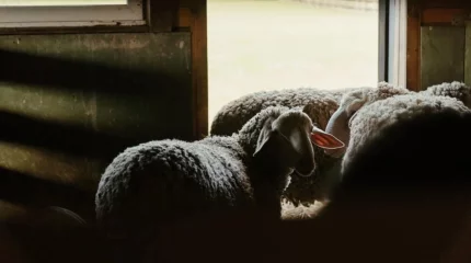 Павлодарда бұралқы иттер бір үйдің 80-нен астам қойын қырып кеткен