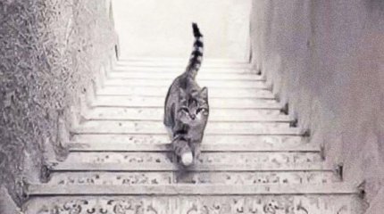 Үй жануарларын есепке қою: ешкім пәтер жағаламайды