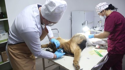 "Если соседи донесут": в минэкологии рассказали как будут выявлять не чипированных животных