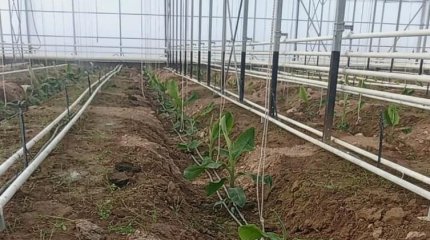 В Казахстане впервые начали выращивать бананы в промышленных масштабах