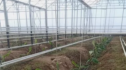 Енді банан Америкадан емес, Түркістаннан шығарылады