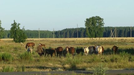Қызылжар өңіріндегі Ленинский ауылында малдан бруцеллез табылды