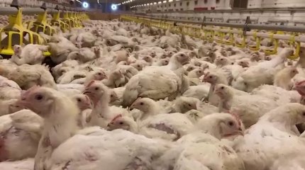 60 тыс. тонн куриного мяса в год будет производить птицефабрика Усть-Каменогорска