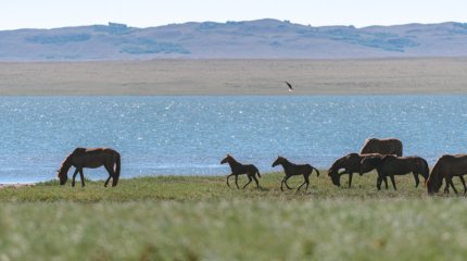Қар және тұман: Қазақстанда ауа райы қандай болады?