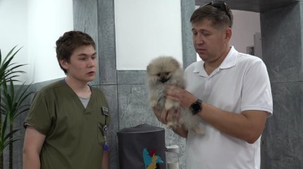 Елімізде ит-мысықтарды чиптеу жұмысы басталады