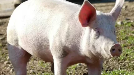 Адамға салынған шошқаның бүйрегі қалыпты жұмыс істей бастады