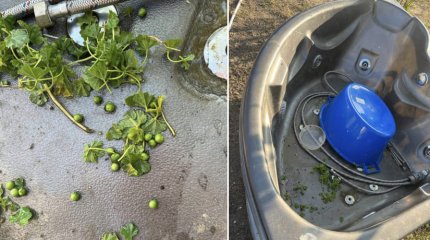 Маленькие брат и сестра отравились белладонной в Актюбинской обоасти