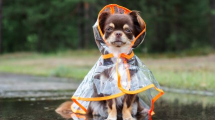 Грозу обещают в пяти регионах Казахстана в воскресенье