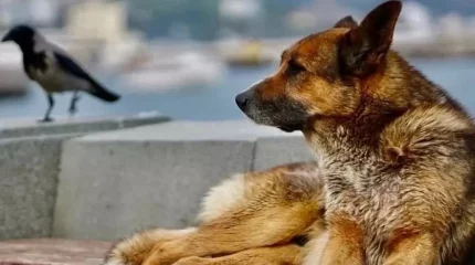 "Ялталық Хатико": өз иесін 12 жыл бойы күткен ит ажал құшты