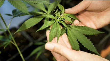 Нарвал дикую коноплю в парке: на байконурца завели уголовное дело