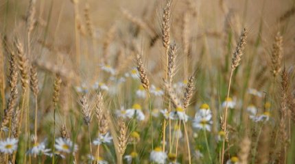 Бүгін еліміздің бірқатар өңірінде жаңбыр жаууы мүмкін