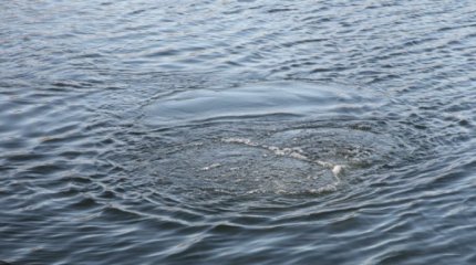 Сразу 11 человек утонули в реке Сырдария в Туркестанской области