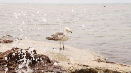 Каспий теңізінде жер сілкінісі тіркелді