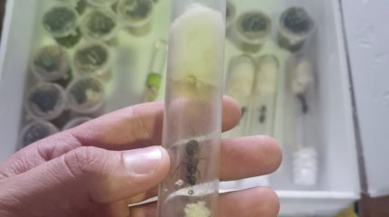 Живых муравьев из Италии под видом кондитерских изделий пытались провезти в Казахстан