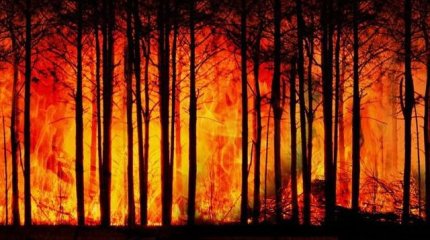 Түркияда орман өрті бірнеше ауылды шарпыды