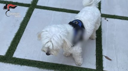 Беглого итальянского мафиози выдал пудель его любовницы