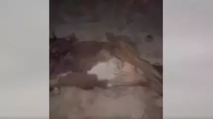 Атырау облысында көлік сиырды қағып кетіп, жүргізуші қаза тапты