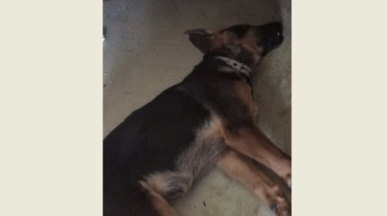 Собака умерла после чипирования в Караганде