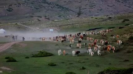 Шыңжаңның Алтай аймағындағы шопандар күздеуге көшті - шетелдегі қазақ баспасөзі