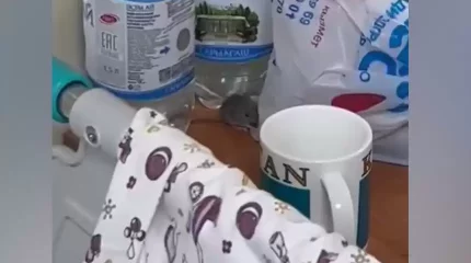 Атыраудағы перинаталдық орталықтың палатасын тышқан аралап жү