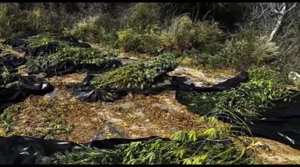 Спецоперацию по ликвидации плантации индийской конопли провели МВД и КНБ